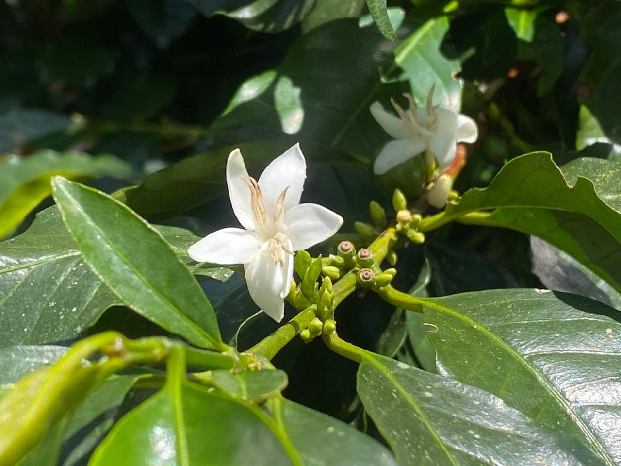 Flor de café en la planta