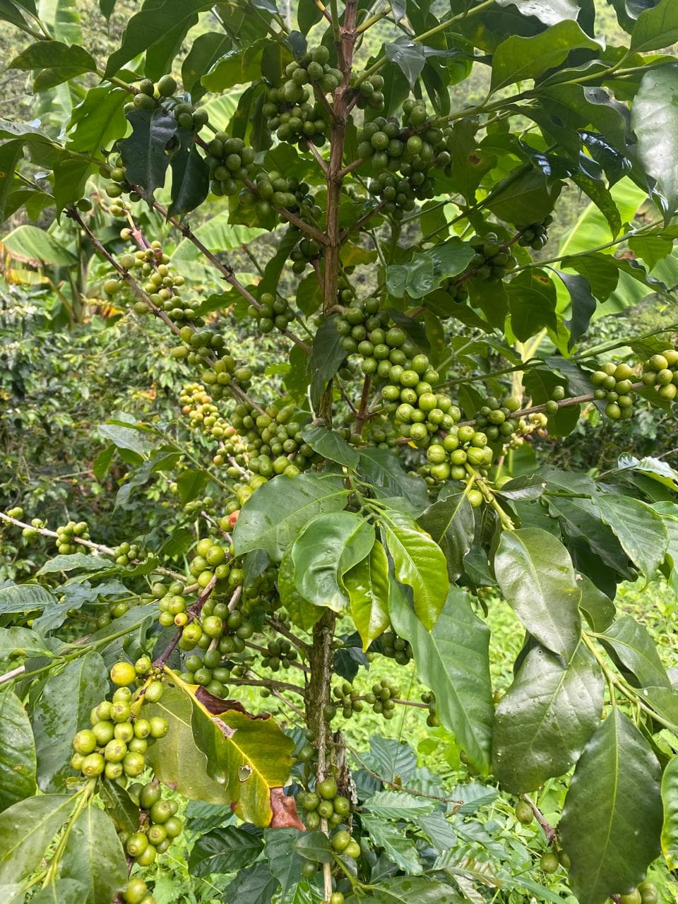 Cerezas de café verdes en desarrollo