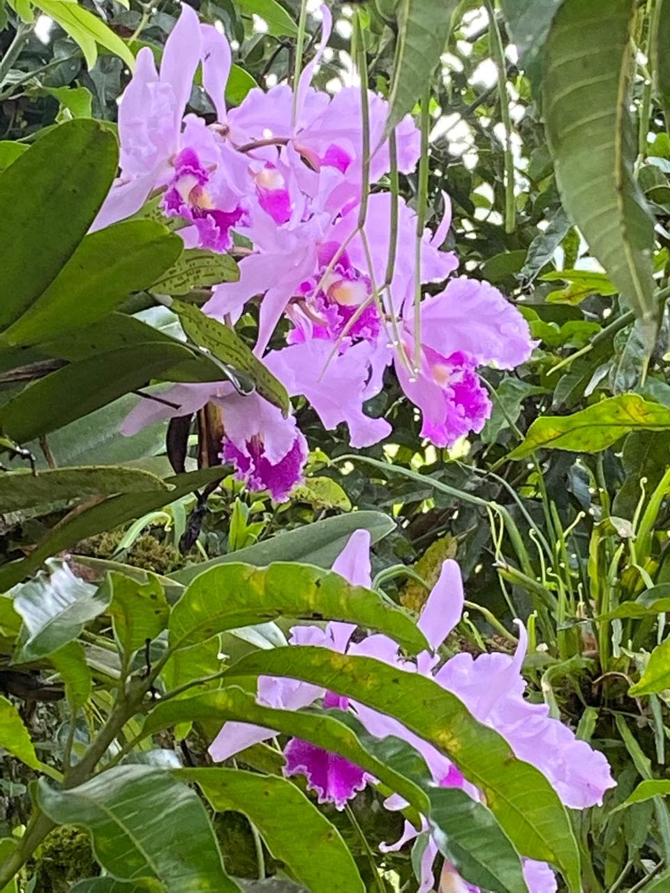 Orquídeas de la finca