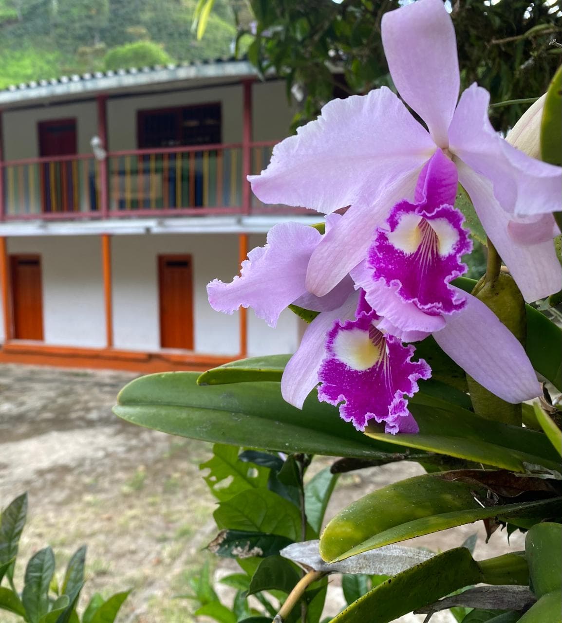 La casa de la finca entre orquídeas