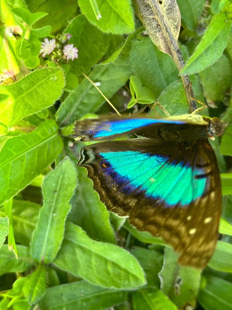 Mariposa morpho en el cafetal