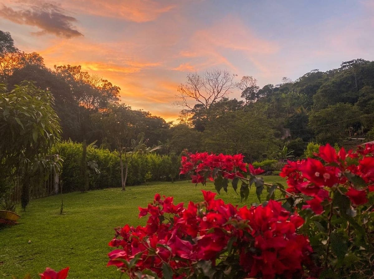 Cafetal en las montañas al atardecer