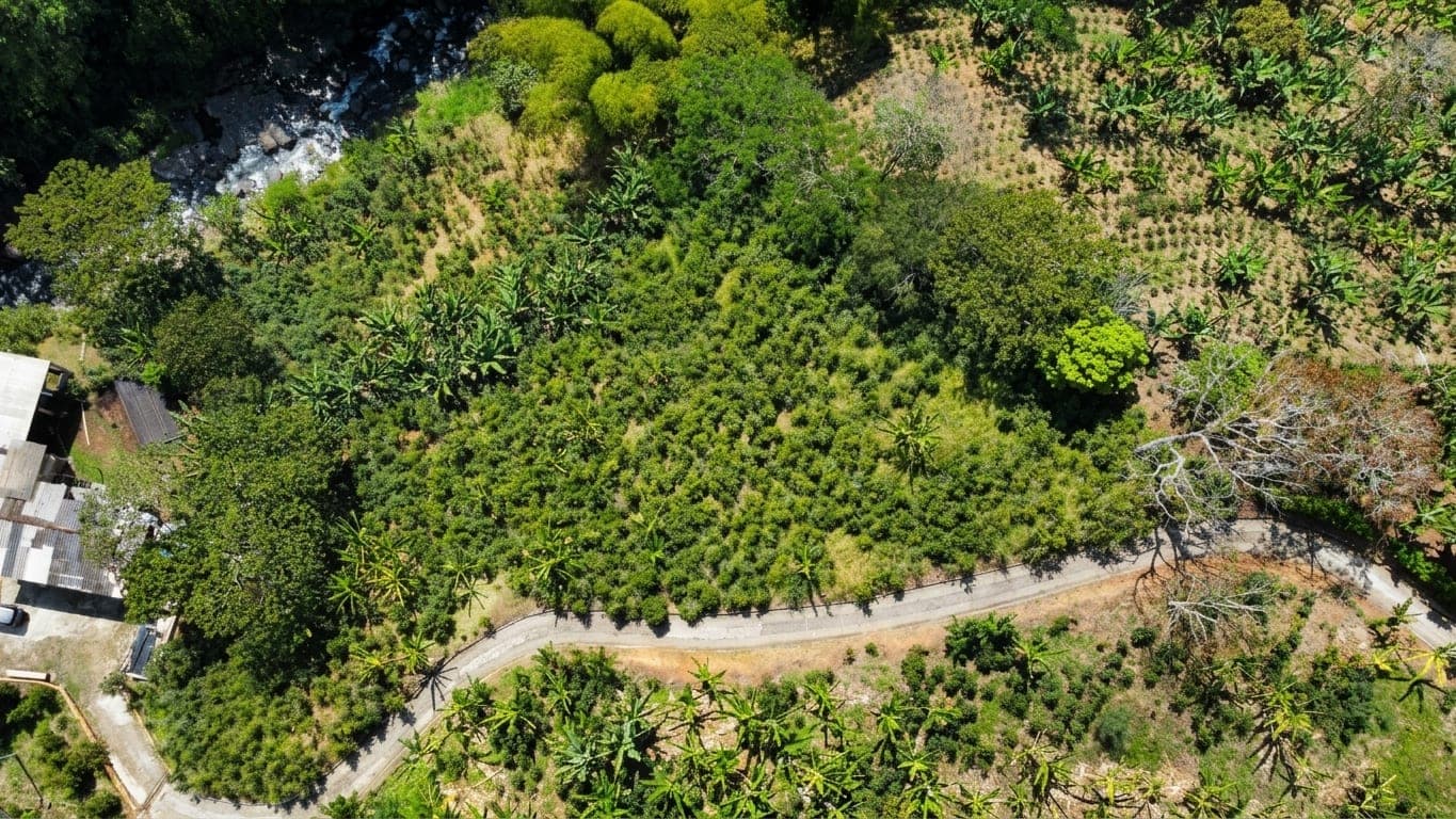 Vista aérea del cafetal con el camino de la finca entre las montañas