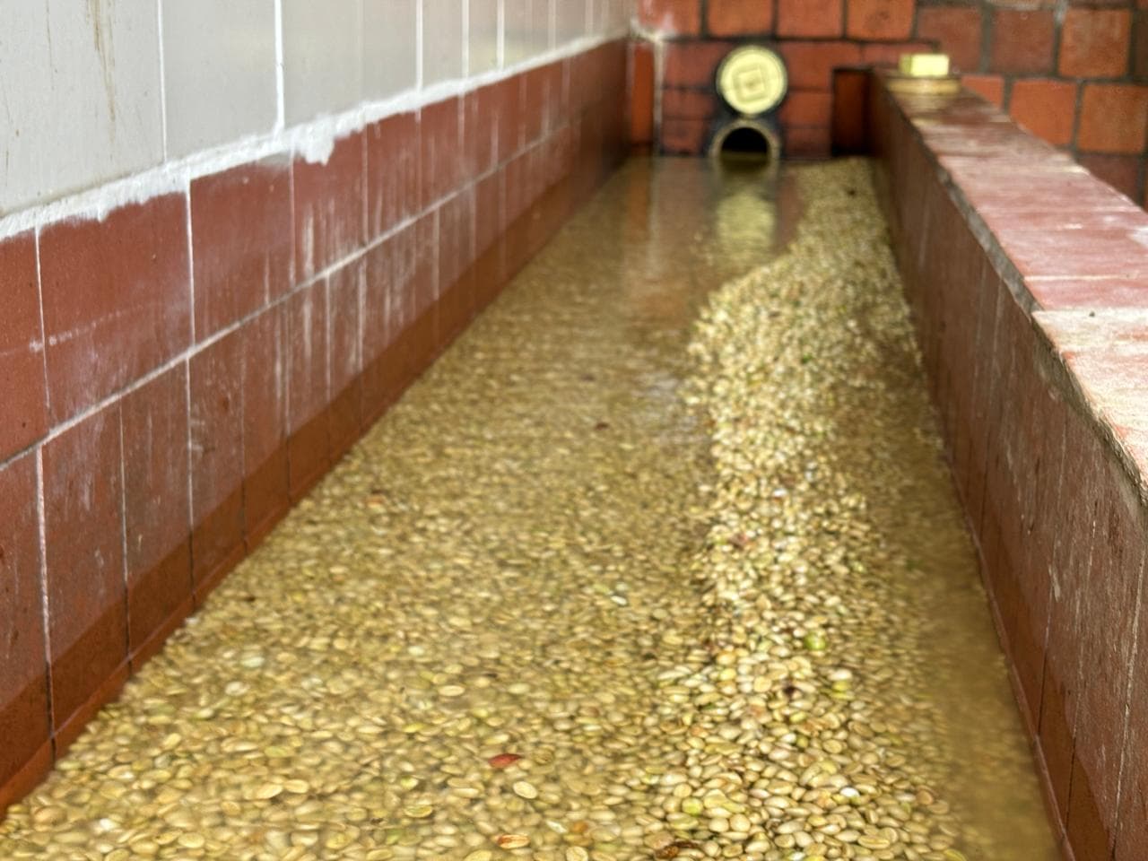 Patio de secado del café