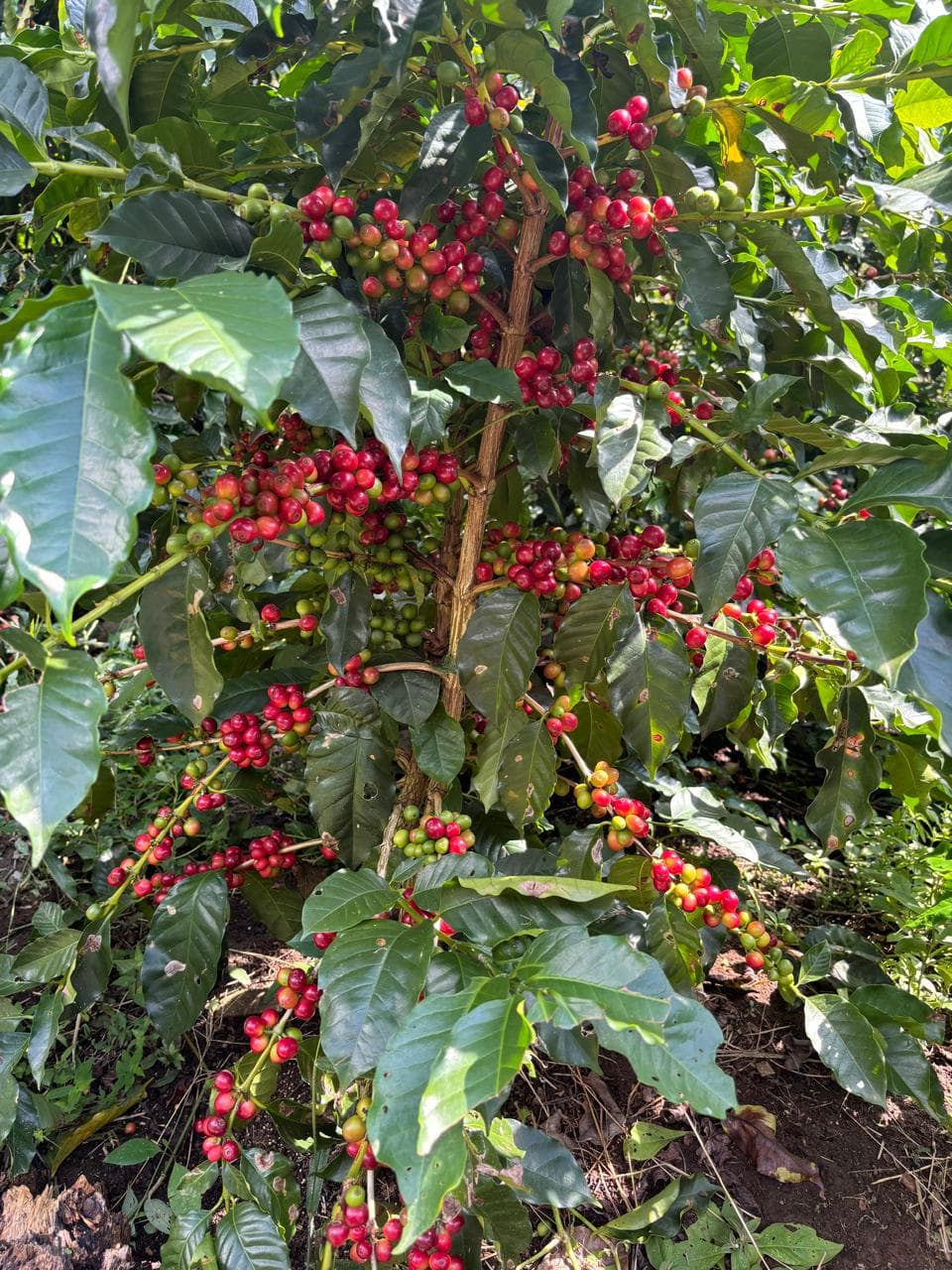 Cerezas de café maduras en la rama